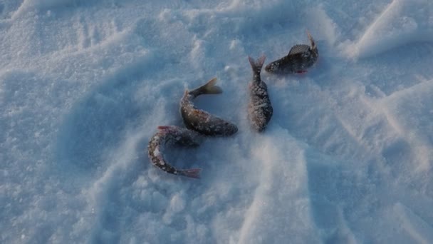 冰冻的小栖木在雪地冰上 冬季捕鱼时捕获的鱼 Perca Fluviatilis 是栖木科淡水栖木属的一种鱼翅鱼 — 图库视频影像