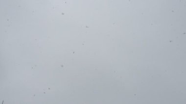 Falling large white snowflakes against the background of moving gray clouds. Flying snow flakes in cloudy weather. Shooting from the bottom up. Snowflakes fall on camera. Increased humidity. Weather