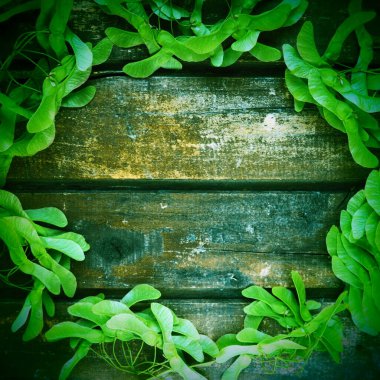 Yatay kalaslardan yapılmış ahşap arka plan boyunca yeşil akçaağaç tohumları. Çerçeve ya da mesaj için boş. Metin için boş alan. çoklu uzay. Düz yat. Sebze ormanı ekolojik geçmişi.