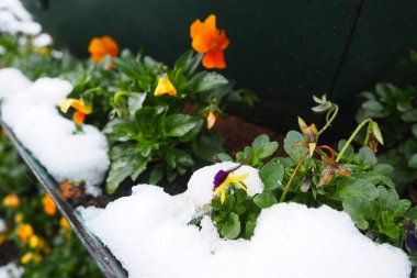 Pansy plant with leaves and yellow flowers under fresh white snow. A snowdrift in a flower bed or in a flower box. Frost- and cold-resistant flowers in the garden. First snow. Lawns in the city
