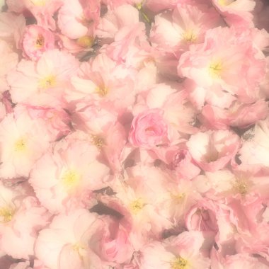 Pembe çiçekler kirazlı sakura arka plan. Çiçek duvarı. Yumuşak seçici odaklanma. Tatil kartpostalı. Pembe taç yaprakları ve sarı mamalar. Güzel arka plan. Bulanık sanat. Bahar kiraz çiçeği. Prunus serrulata