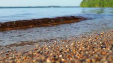 Calm waves roll over the sandy shore. Water movement. Tourist paradise.  Karelia, Salmon lake in July in the evening. Golden hour, sunset. The coast of Lake Lososinnoye natural and recreational area.