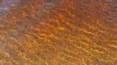 Transparent brownish lake water with a high content of iron, top view. Ripples on the surface of the water from the wind or breeze. Sandy bottom. Beach holidays and swimming