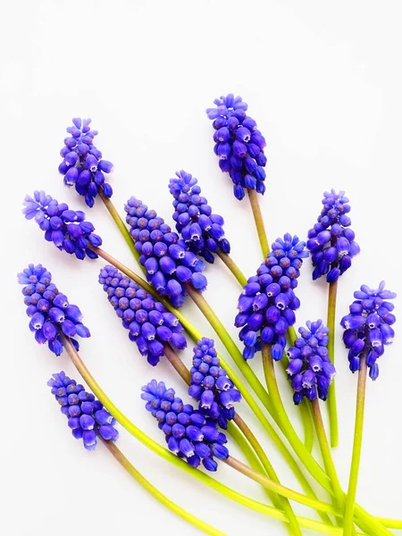 Blue spring flowers on a white background. Muscari armeniacum on a white background. Bright postcard, congratulations. Copy space still life flat lay. Armenian grape hyacinth