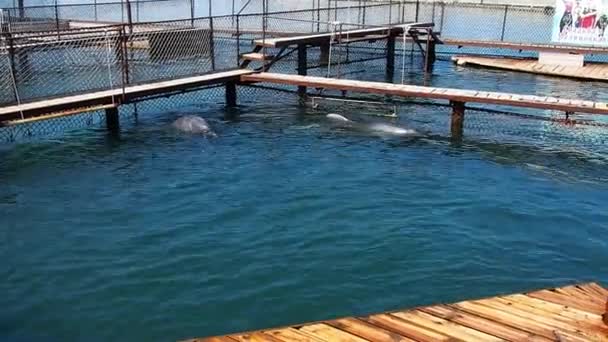 Dolphins Bottlenose Dolphins Water Mating Season Dolphins Aquatic Mammals Cetacean — стокове відео