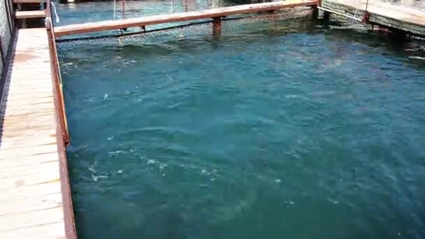 Delfiner Flasknosdelfiner Vattnet Parningssäsong Delfiner Vattenlevande Däggdjur Valarnas Infrastruktur Delfinfamiljen — Stockvideo