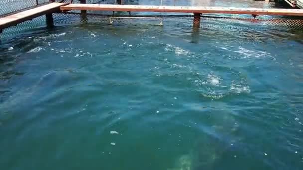 Dolphins Bottlenose Dolphins Water Mating Season Dolphins Aquatic Mammals Cetacean — Vídeo de stock