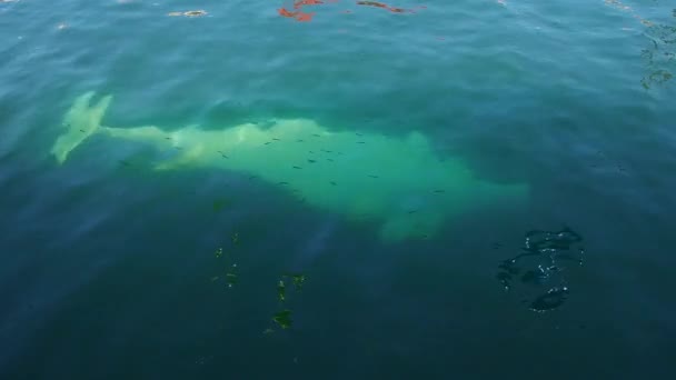 Beluga Wal Delphinapterus Leucas Ist Eine Zahnwal Spezies Aus Der — Stockvideo