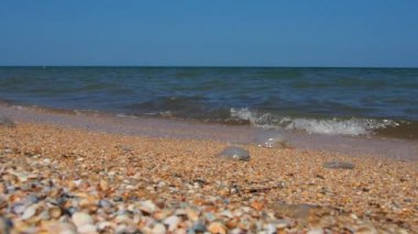 Güneş ışığında deniz kabuğu plajı. Kum Azov sahilinde parıldayan deniz dalgası köpükleri. Cerastoderma lamarcki, Hypanis colorata, Anadara inaequivalvis, Mytilus four-provincialis, bistropod of bivalve molluscs