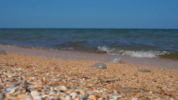 Sea Shell Beach Sunlight Shimmering Sea Wave Foams Sand Azov — Stockvideo