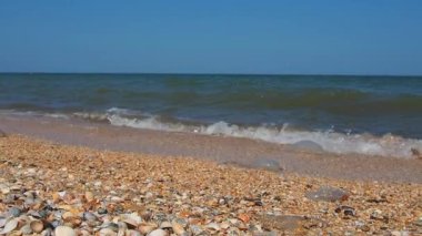 Güneş ışığında deniz kabuğu plajı. Kum Azov sahilinde parıldayan deniz dalgası köpükleri. Cerastoderma lamarcki, Hypanis colorata, Anadara inaequivalvis, Mytilus four-provincialis, bistropod of bivalve molluscs