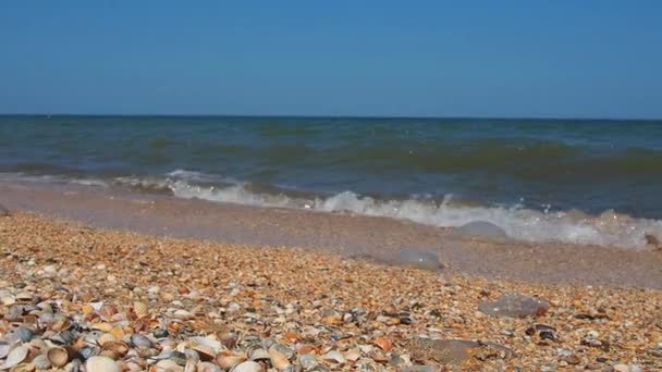 Sea Shell Beach Sunlight Shimmering Sea Wave Foams Sand Azov — ストック動画