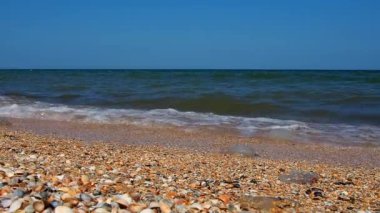 Güneş ışığında deniz kabuğu plajı. Kum Azov sahilinde parıldayan deniz dalgası köpükleri. Cerastoderma lamarcki, Hypanis colorata, Anadara inaequivalvis, Mytilus four-provincialis, bistropod of bivalve molluscs
