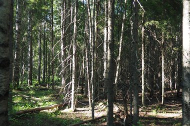 Taiga biome dominated by coniferous forests. Picea spruce, genus of coniferous evergreen trees in the Pine family Pinaceae. Russia, Karelia, Orzega. Dense forest. Terrible bowl. Wild deserted forest