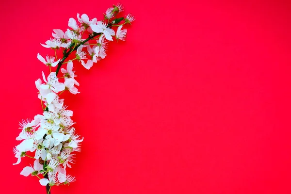 White flowers of bird cherry on a red background. Copy space for text. Bright card for the holiday or invitation. Spring time