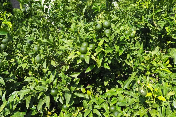 Orange tree with green oranges. Orange Citrus sinensis is a fruit tree, a species of the genus Citrus of the Rutaceae family, an edible unripe fruit. Gardening and agriculture. Green orange leaves