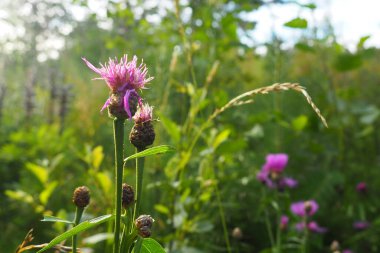 Meadow cornflower Centaurea jacea is a field weed plant, a species of the genus Cornflower of the family Asteraceae, or Compositae. Grows in meadows and forest edges. Violet elegant flower. Karelia.