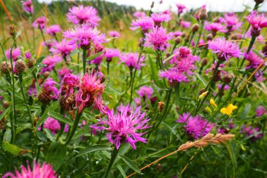 Meadow cornflower Centaurea jacea is a field weed plant, a species of the genus Cornflower of the family Asteraceae, or Compositae. Grows in meadows and forest edges. Violet elegant flower. Karelia.