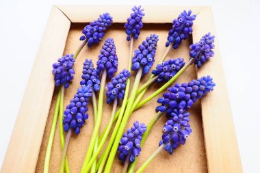 Blue spring flowers on a white background. Muscari armeniacum. Bright postcard, congratulations. Copy space still life flat lay. Armenian grape hyacinth. Photo frame made of cardboard and wood.