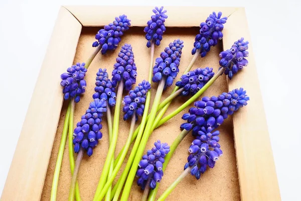 Blue spring flowers on a white background. Muscari armeniacum. Bright postcard, congratulations. Copy space still life flat lay. Armenian grape hyacinth. Photo frame made of cardboard and wood.