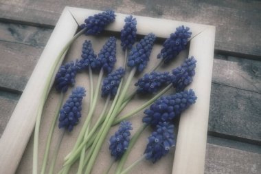 Ahşap çerçevede mavi bahar çiçekleri. Ahşap bir arka planda Muscari Ermeniacum. Parlak kartpostal, tebrikler. Kopyalama uzayı hala düz yaşam alanı. Retro vintage tarzı. Ermeni üzüm sümbülü