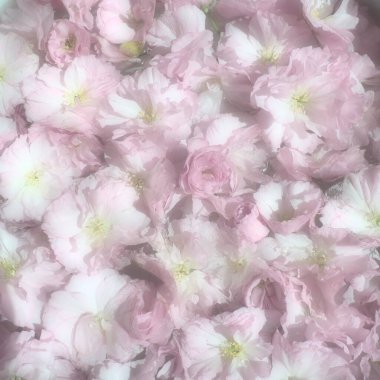 Pembe çiçekler kirazlı sakura arka plan. Çiçek duvarı. Yumuşak seçici odaklanma. Tatil kartpostalı. Pembe taç yaprakları ve sarı mamalar. Güzel arka plan. Bulanık sanat. Bahar kiraz çiçeği. Prunus serrulata