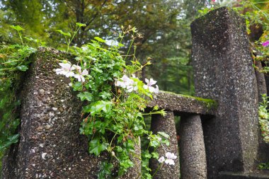 Sokakları ve parkları dikey olarak dizayn eden beyaz sarmaşıklı pelargonyum. Güzel büyük pelargonyum sardunya turna gagası. Çiçekçilik ve bahçıvanlık. Banja Koviljaca.