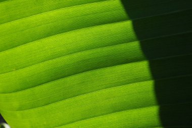 Banana leaf close up. Green leaf with a striped surface. Black shadow. Natural background. Banana, the oldest food crops. For tropical countries the most important food plant and the main export item
