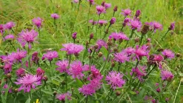 Ängblåklint Centaurea Jacea Fältogräsväxt Art Släktet Blåklint Familjen Asteraceae Eller — Stockvideo