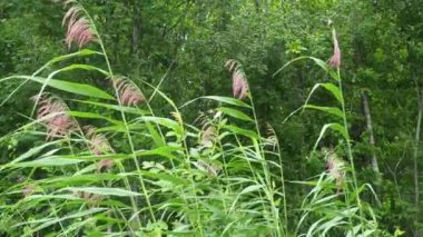 Phragmites australis, Reed cinsinin uzun ömürlü bir otudur. Kamış, kamış, acele ya da narin. Baston rüzgarda sallanıyor. Arka planda huş ağacı ormanı var. Çimen çırpınıyor