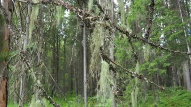 Usnea, Forest beard, Usnea is a genus of lichens of the Parmeliaceae family. Usnic acid. Taiga biome dominated by coniferous forests. Picea spruce, coniferous evergreen trees Pine Pinaceae. Forest.