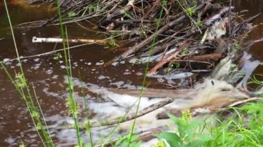 A beaver dam erected by beavers on a river or stream to protect against predators and to facilitate foraging during the winter. The dam materials are wood, branches, leaves, grass, silt, mud, stones.