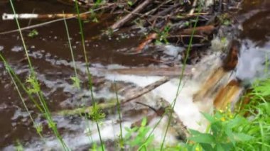 A beaver dam erected by beavers on a river or stream to protect against predators and to facilitate foraging during the winter. The dam materials are wood, branches, leaves, grass, silt, mud, stones.
