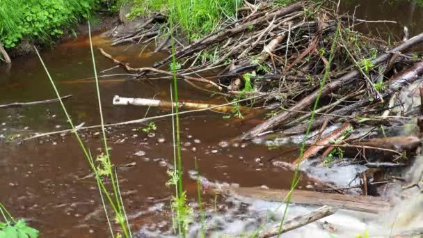 Beaver Dam Erected Beavers River Stream Protect Predators Facilitate Foraging — Video Stock