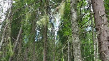 Usnea, Forest beard, Usnea is a genus of lichens of the Parmeliaceae family. Usnic acid. Taiga biome dominated by coniferous forests. Picea spruce, coniferous evergreen trees Pine Pinaceae. Forest.