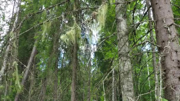 Usnea Forest Beard Usnea Genus Lichens Parmeliaceae Family Usnic Acid — Vídeo de stock