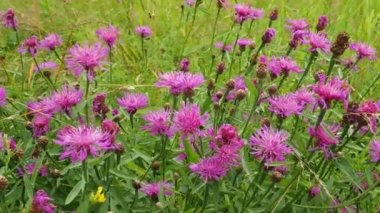 Meadow cornflower Centaurea jacea, Asteraceae familyasından bir bitki türü. Çayırlarda ve orman kenarlarında yetişir. Mor zarif çiçek. Karelya.