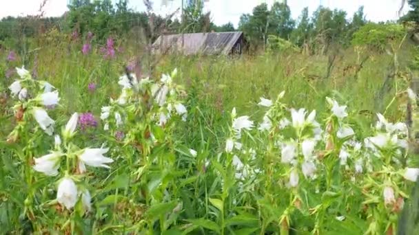 Campanula Latifolia Genus Bellflower Family Perennial Herbaceous Plant Meadows Fields — Stok Video
