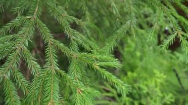 Picea spruce, a genus of coniferous evergreen trees in the pine family Pinaceae. Coniferous forest in Karelia. Spruce branches and needles. Spruce branches sway in a strong wind in sunny weather