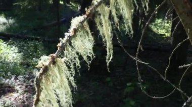 Usnea forest beard. Usnea is a genus of lichens of the Parmeliaceae family. Usnic acid. Taiga biome, coniferous forest. Epiphytes on the bark and branch. Symbiotic associations of mushrooms and algae.