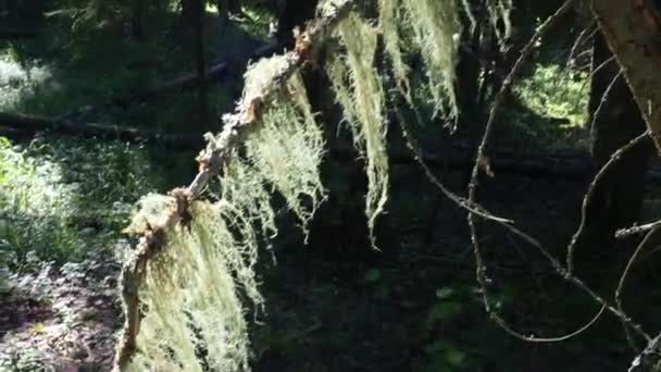 乌斯奈亚森林的胡子乌斯奈娜属 Usnea 是一种菊科地衣属 乌斯尼酸 针叶林 针叶林 树皮和枝条上的附生植物 蘑菇和藻类的共生关系 — 图库视频影像