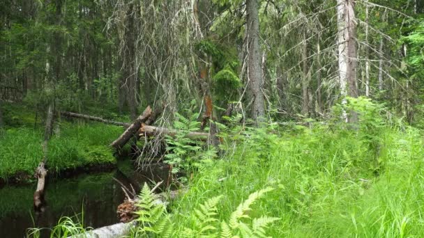 Taiga Bióma Tűlevelű Erdő Picea Lucfenyő Tűlevelű Örökzöld Fák Nemzetsége — Stock videók