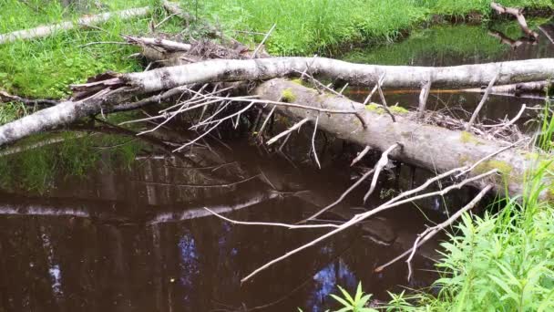 Beaver Dam Erected Beavers River Dam Materials Wood Branches Leaves — Vídeo de Stock