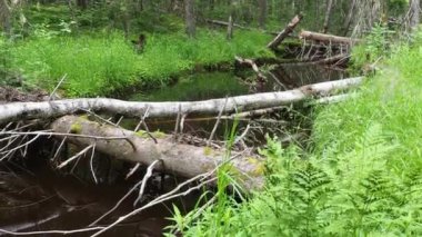 A beaver dam erected by beavers on a river. The dam materials are wood, branches, leaves, grass, silt, mud. Taiga biome, coniferous forest. Picea spruce, evergreen trees in the Pine family Pinaceae