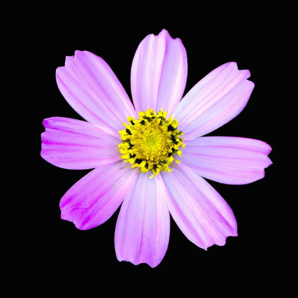 Pink Cosmea. Beautiful Cosmos Flower isolated on black background. Cosmea, also known garden cosmos, with filigree flowers. The yellow core of the flower. Cosmos bipinnatus