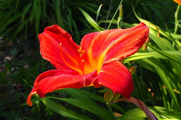 Hemerocallis hybrid Anzac is a genus of plants of the Lilaynikov family Asphodelaceae. Beautiful red lily flowers with six petals. Long thin green leaves. Flowering and crop production as a hobby.