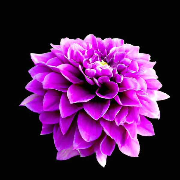 Pink purple violet dahlia flower on the black isolated background. Dahliais a genus of bushy, tuberous, herbaceous perennial plants Asteraceae Compositae family of dicotyledonous plants. Bud side view
