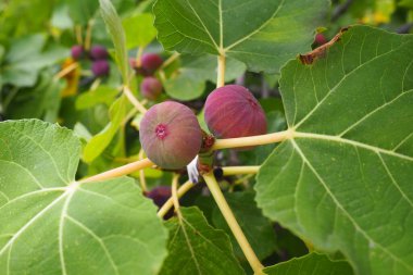 Fig, or fig tree, or common fig tree Ficus carica is a subtropical deciduous plant of the genus Ficus of the Mulberry family. Figs on a branch. Garden plants. Ripe green red fig in a garden or farm.