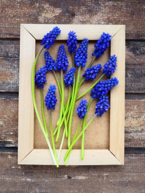 Ahşap çerçevede mavi bahar çiçekleri. Ahşap bir arka planda Muscari Ermeniacum. Parlak kartpostal, tebrikler. Kopyalama uzayı hala düz yaşam alanı. Esmer eski ahşap. Ermeni üzüm sümbülü