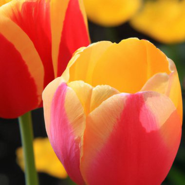 tulip Tulipa, bulbous herbs in the lily family Liliaceae. Tulips, garden flowers, cultivars and varieties have been developed. Flowers delicate pink yellow. Beautiful buds. Landscaping, flowerbed.
